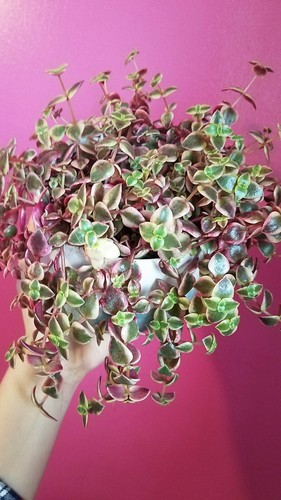 Crassula marginalis calico - crassula, 'calico
