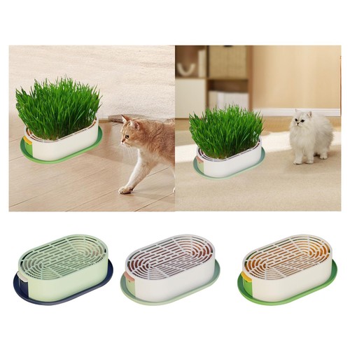 Cat grass germination - cat,