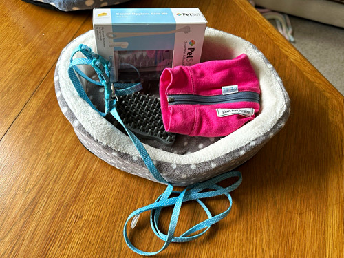 Kitten starter bundle - kitten,